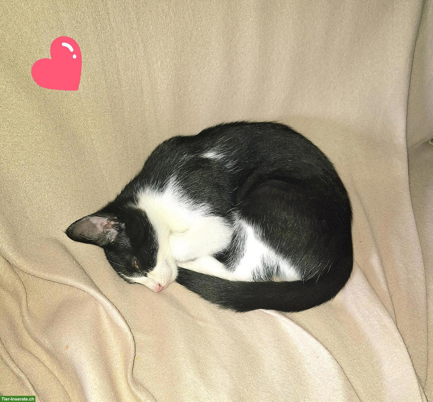 Schwarz-weisser Kater Carli sucht sein Zuhause