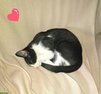 Schwarz-weisser Kater Carli sucht sein Zuhause