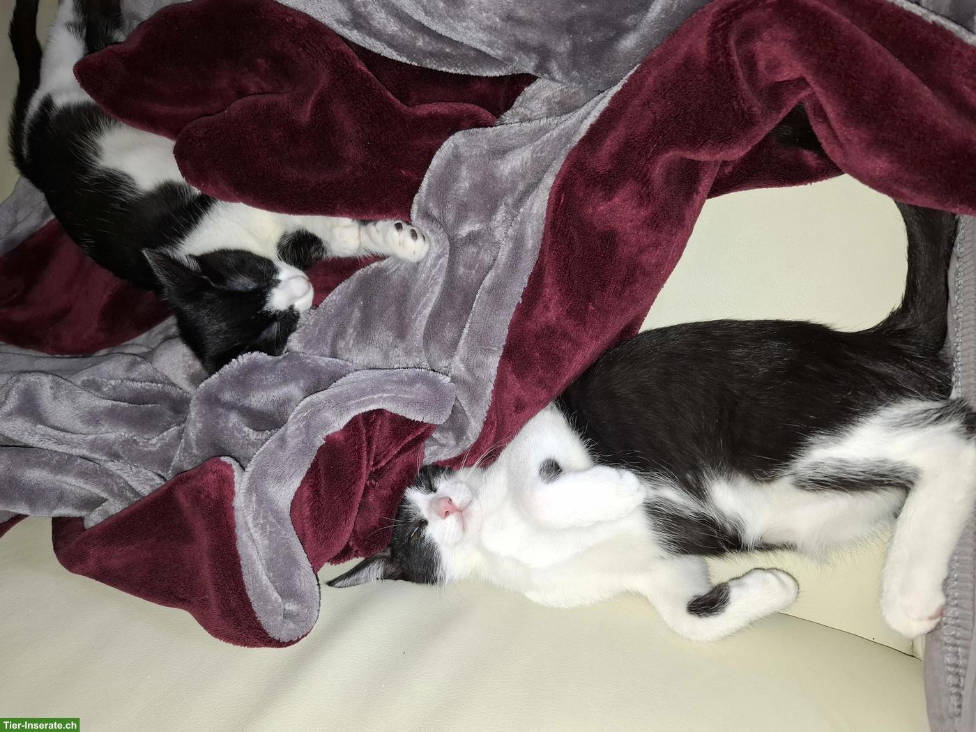 Bild 2: Schwarz-weisser Kater Carli sucht sein Zuhause