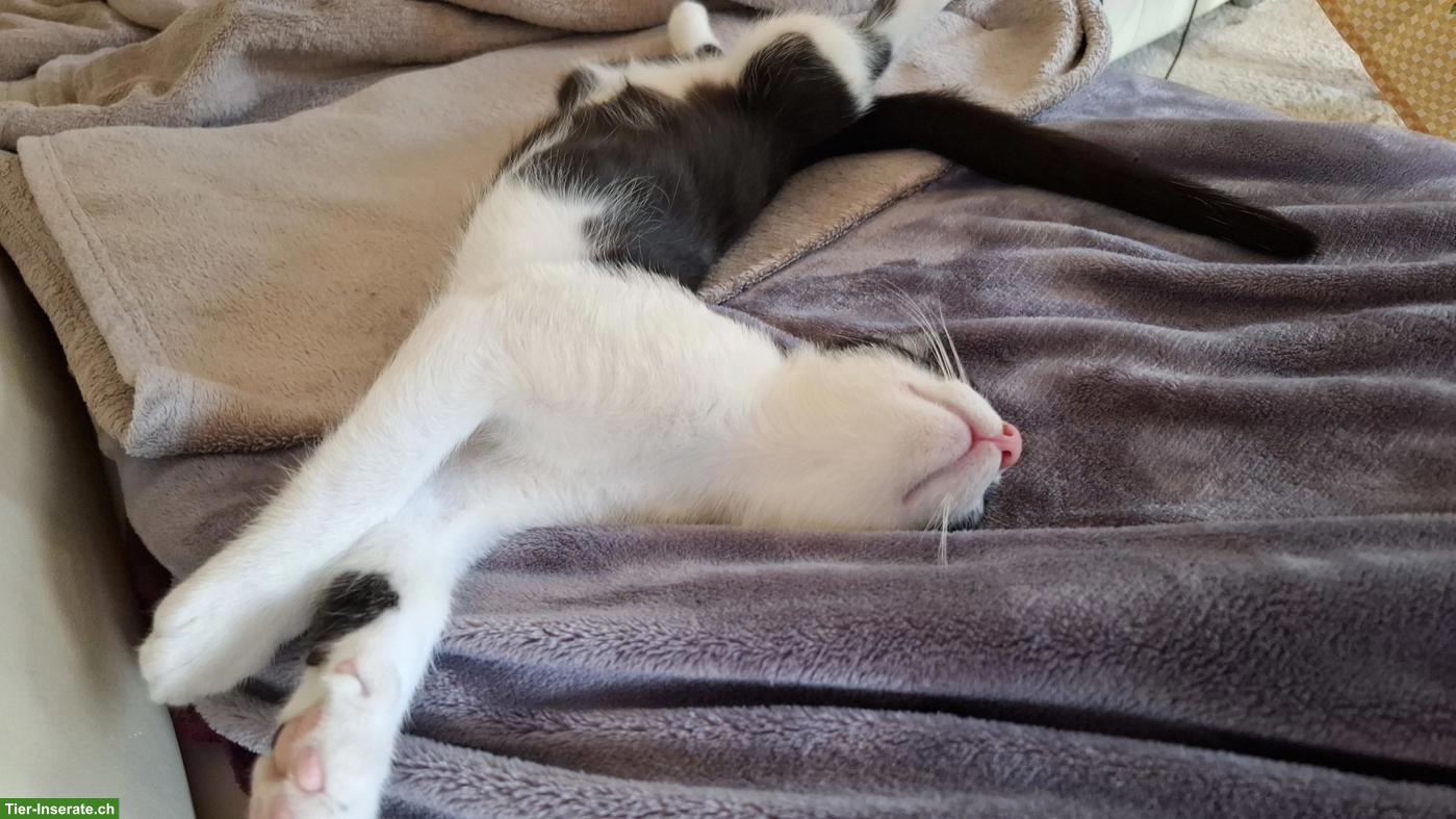 Bild 3: Schwarz-weisser Kater Carli sucht sein Zuhause