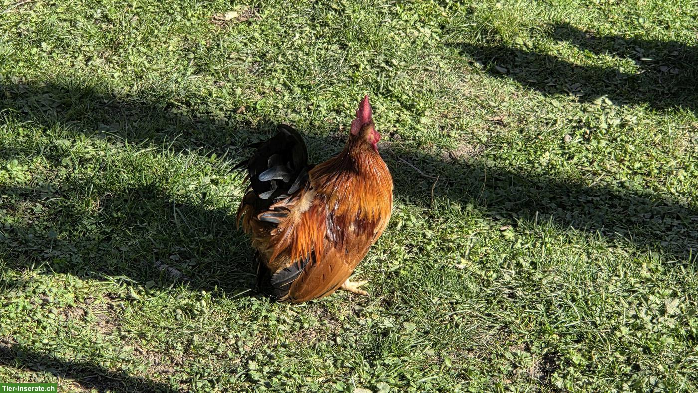 Bild 4: Junger Chabo Hahn sucht neues Zuhause