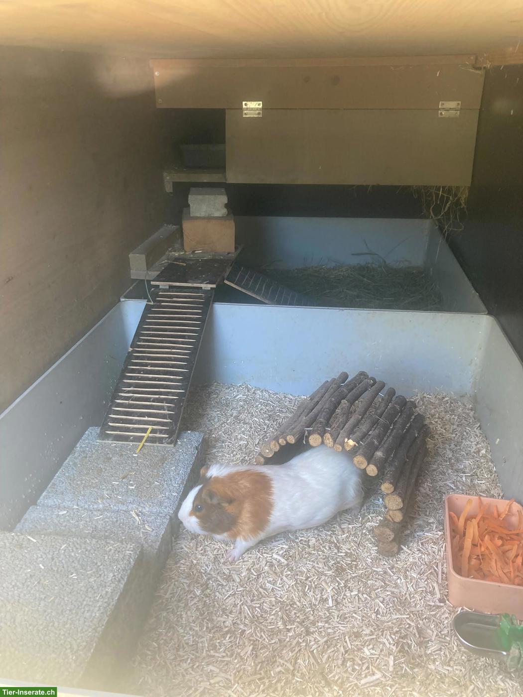 Auffangstation Fricktal für Meerschweinchen 🐹💚