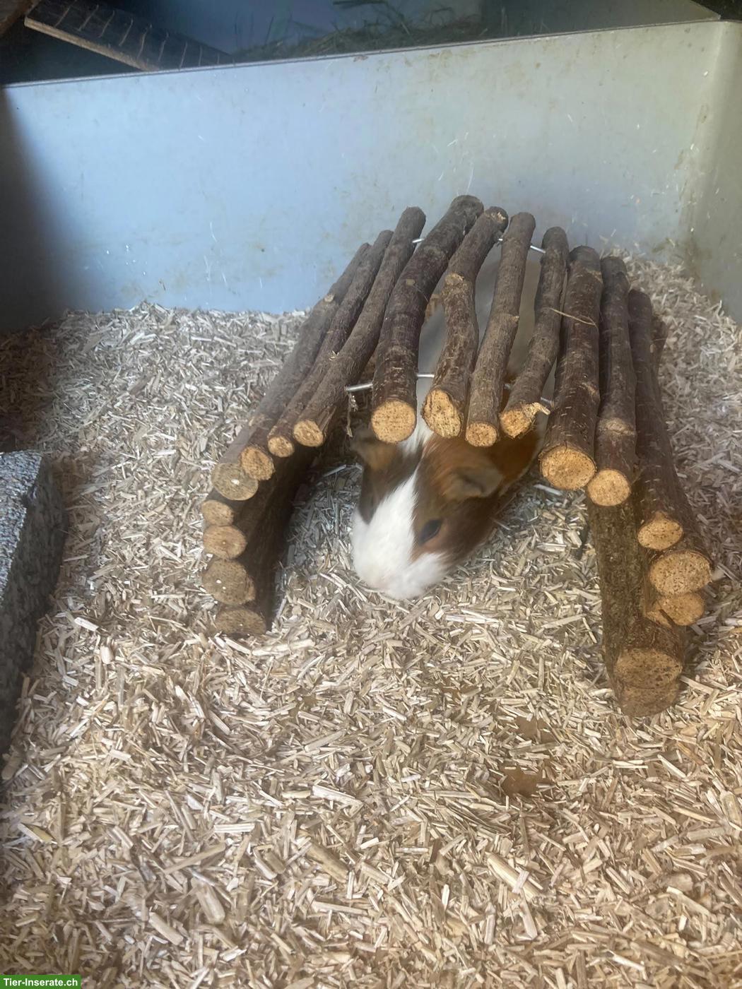 Bild 2: Auffangstation Fricktal für Meerschweinchen 🐹💚