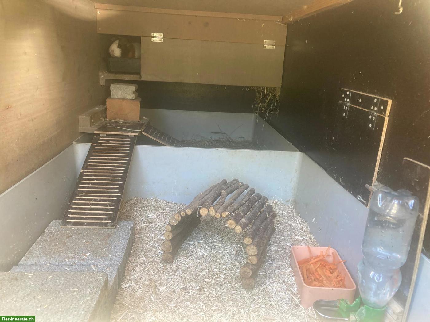 Bild 3: Auffangstation Fricktal für Meerschweinchen 🐹💚