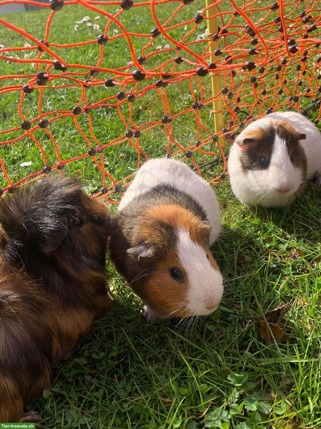 Bild 4: Auffangstation Fricktal für Meerschweinchen 🐹💚