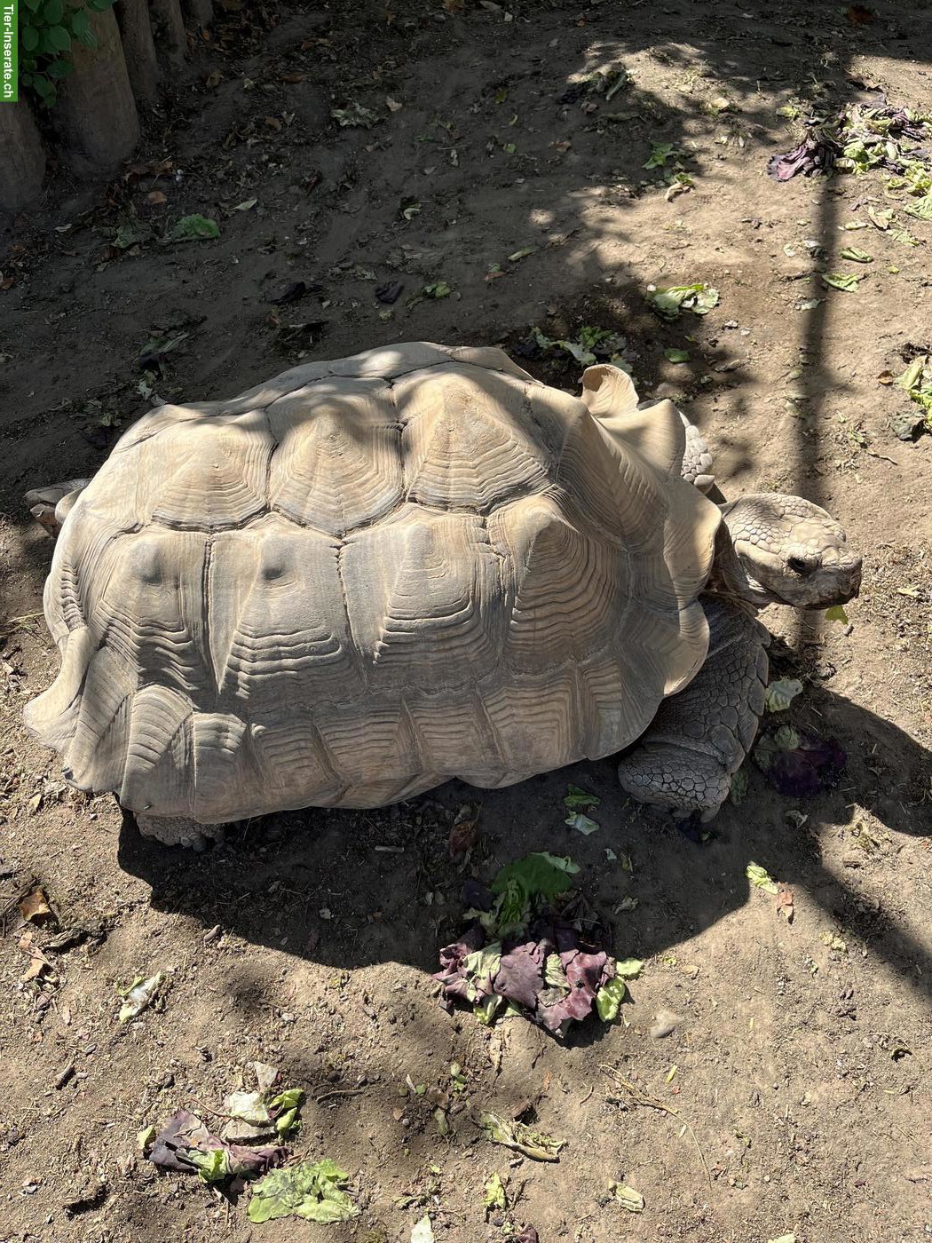 2 männliche Spornschildkröten zu verkaufen