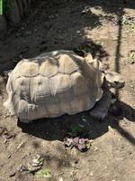 2 männliche Spornschildkröten zu verkaufen
