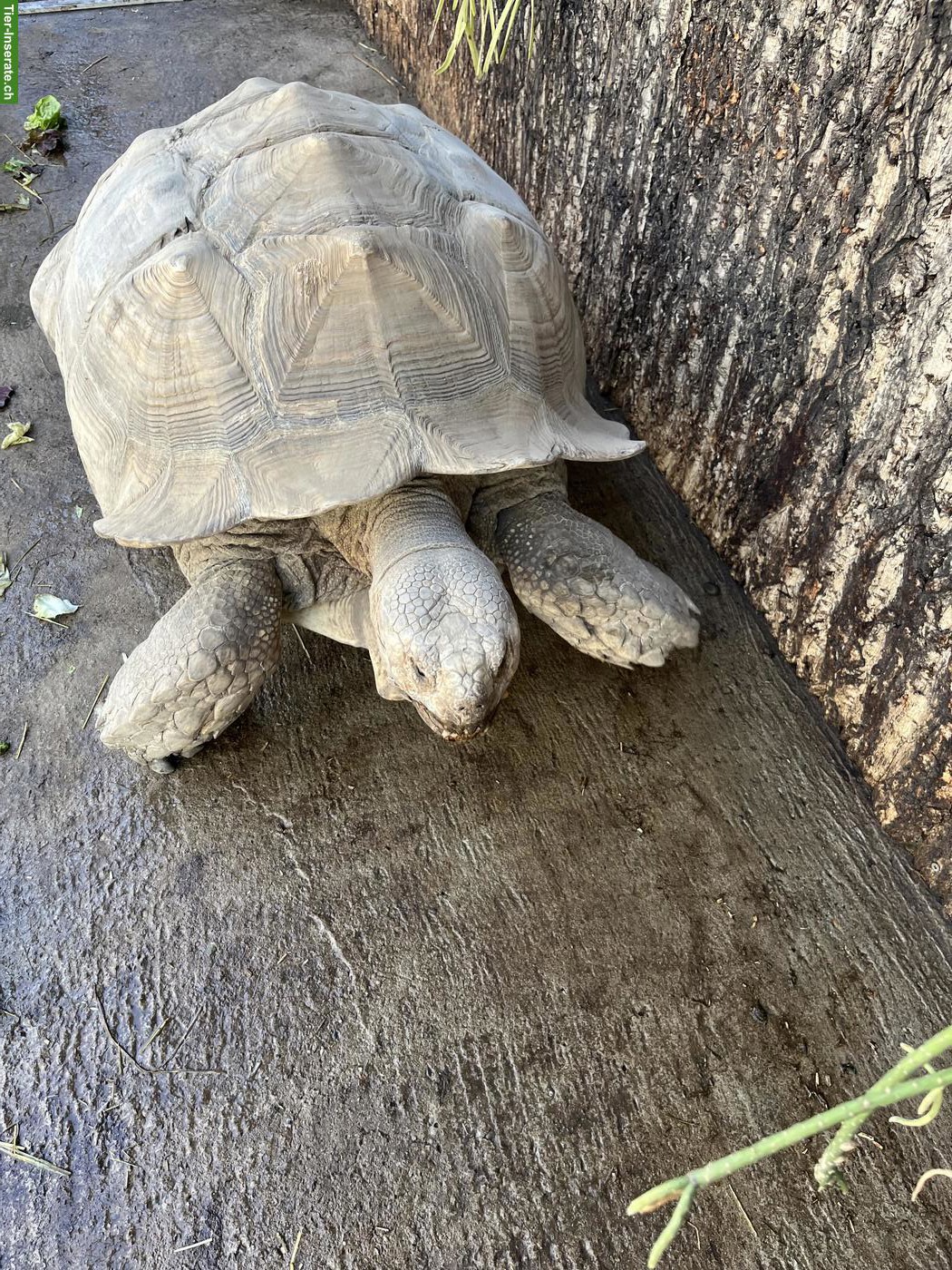 Bild 2: 2 männliche Spornschildkröten zu verkaufen