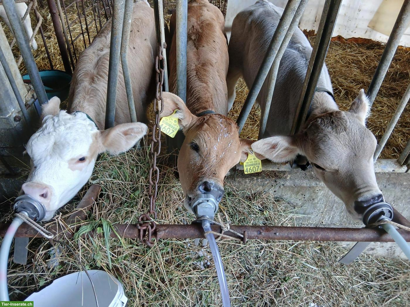 Bio Weidebeef Remonten kastriert zu verkaufen