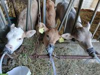 Bio Weidebeef Remonten kastriert zu verkaufen
