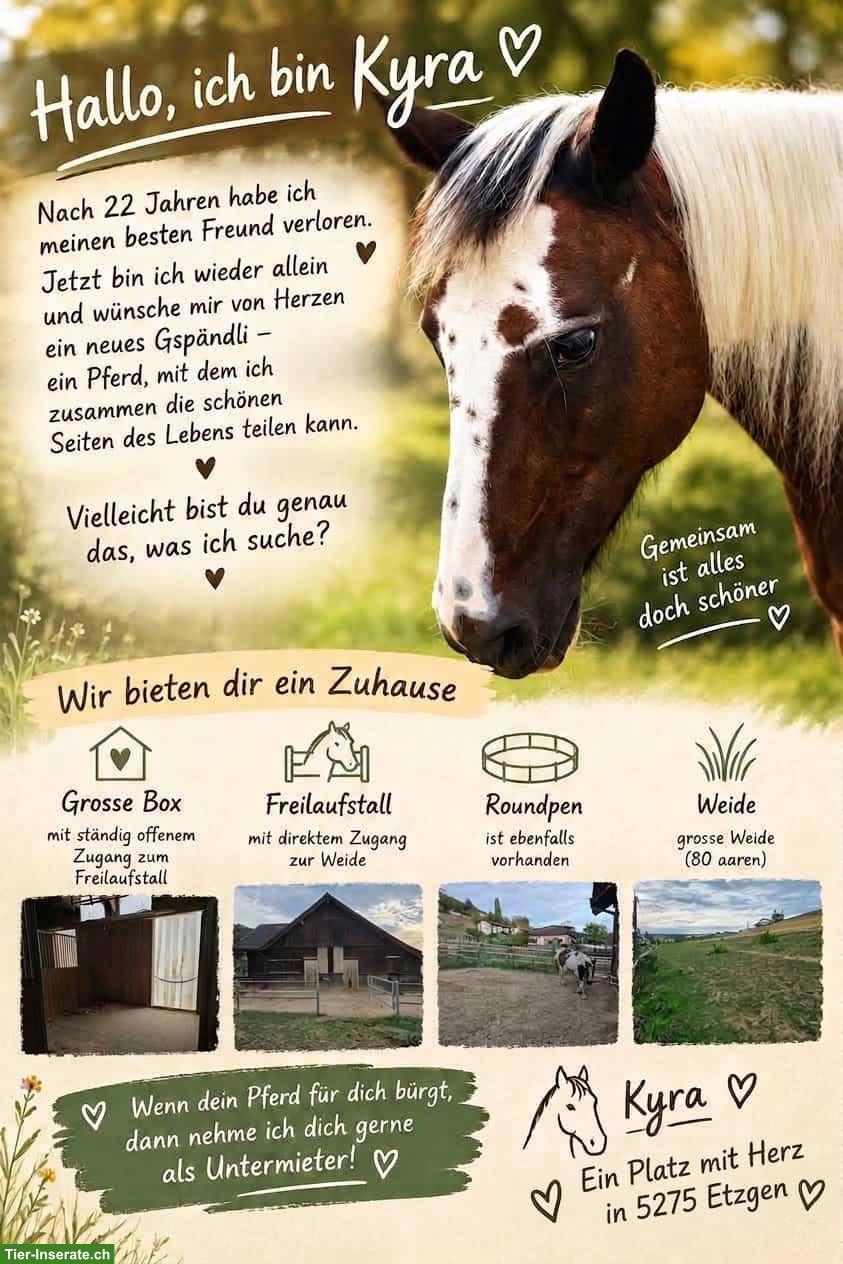 Grosse Pferdeboxen mit Freilaufstall, Roundpen und Weide, Etzgen AG