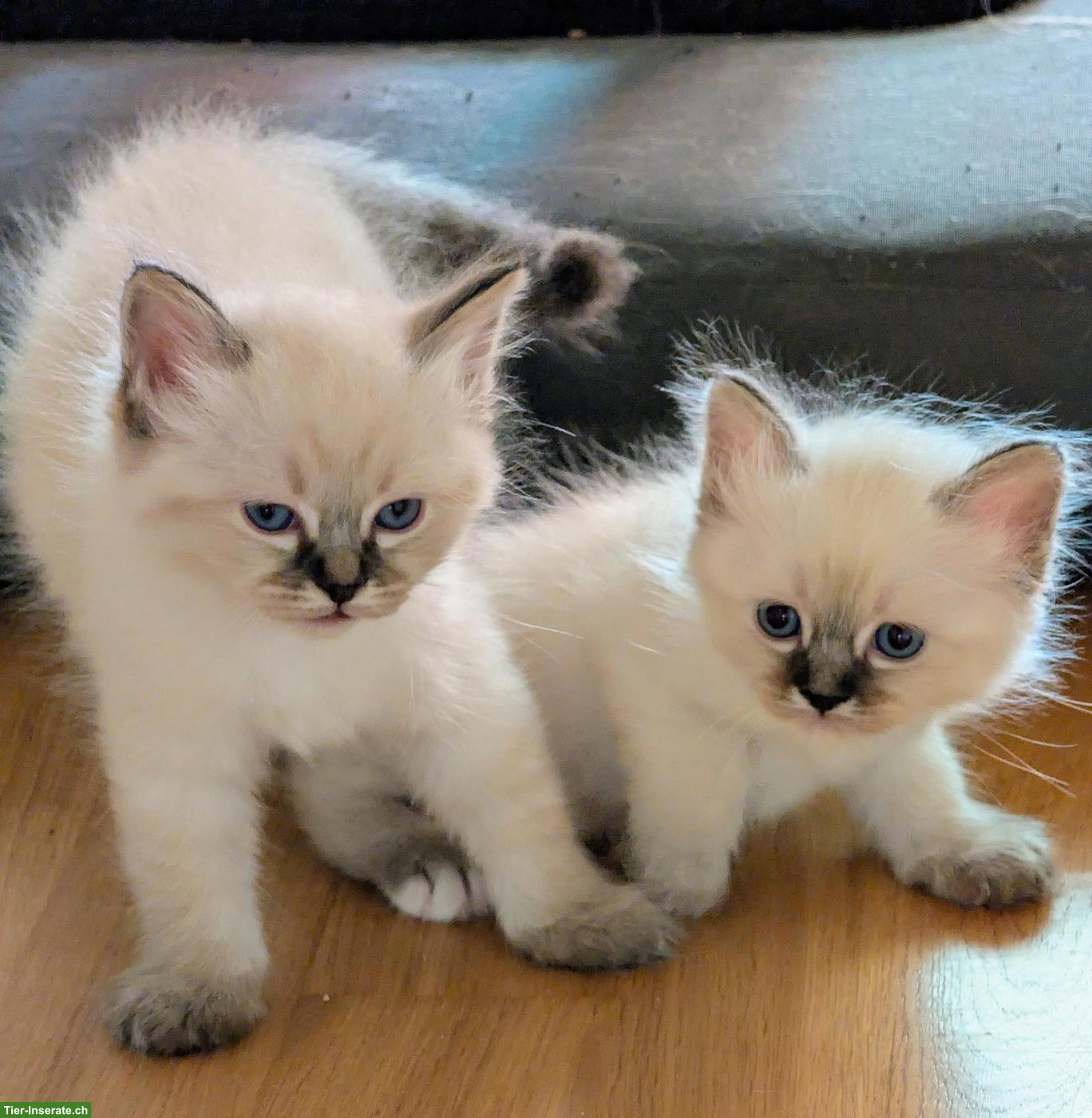 3 Heilige Birma Kitten suchen ein Zuhause