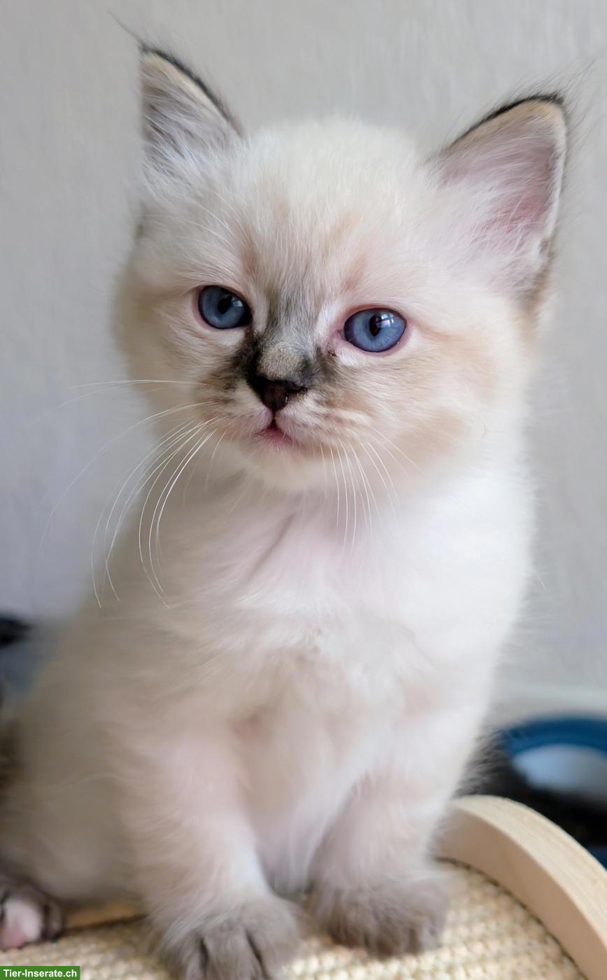 Bild 2: 3 Heilige Birma Kitten suchen ein Zuhause