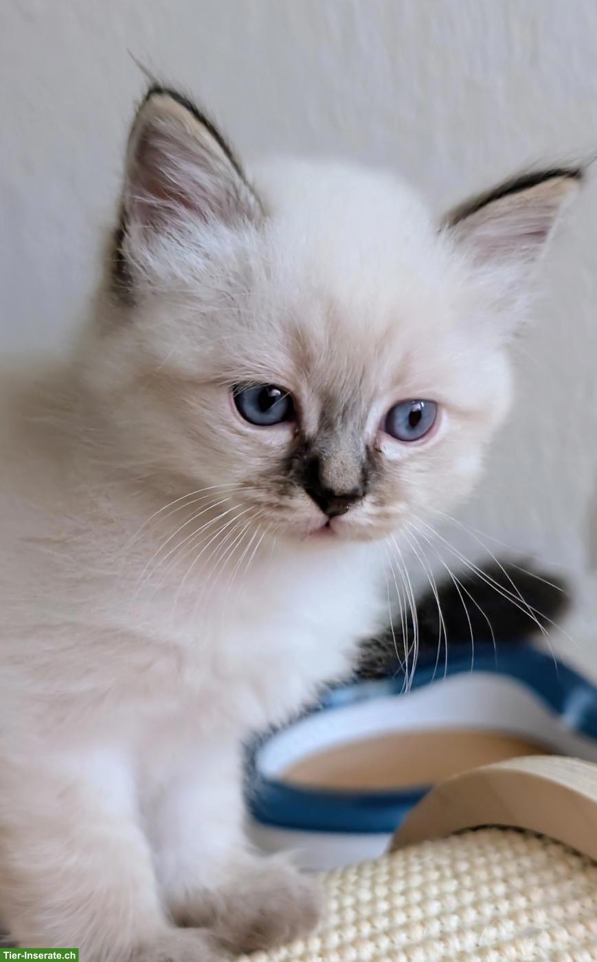 Bild 3: 3 Heilige Birma Kitten suchen ein Zuhause