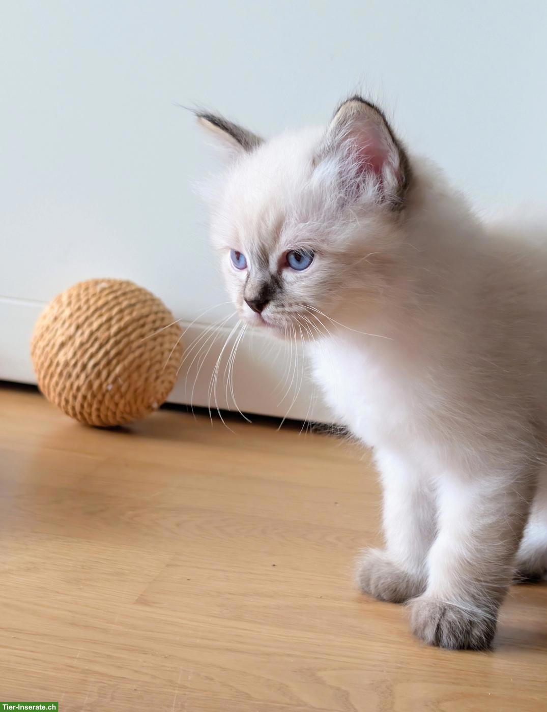 Bild 4: 3 Heilige Birma Kitten suchen ein Zuhause