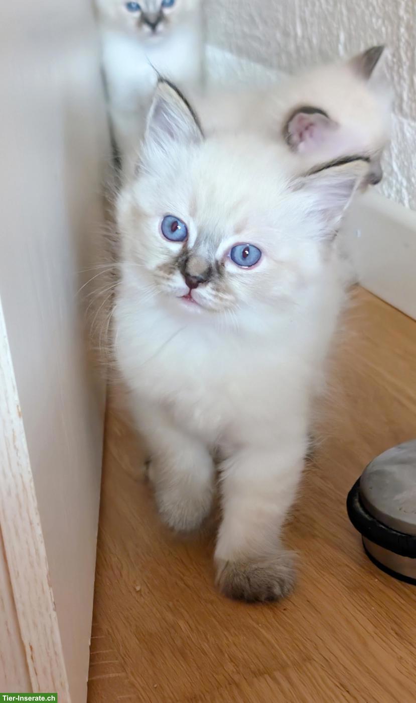 Bild 5: 3 Heilige Birma Kitten suchen ein Zuhause