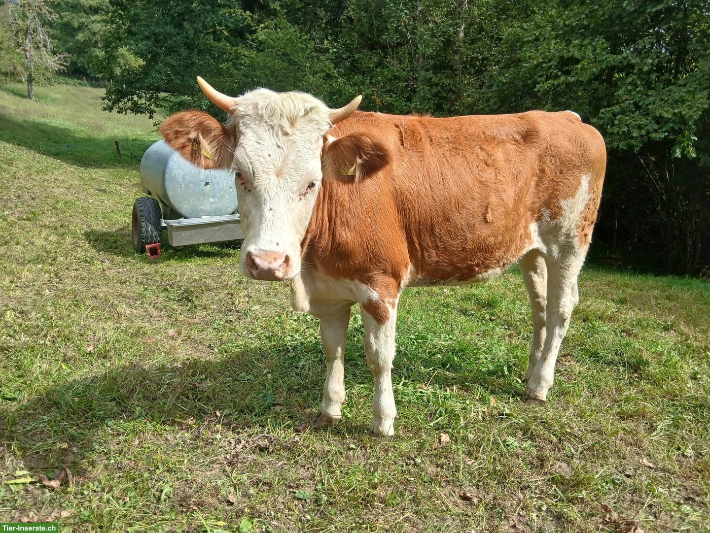 BIO Milchvieh Remonten zu verkaufen