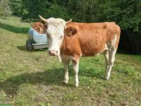 BIO Milchvieh Remonten zu verkaufen