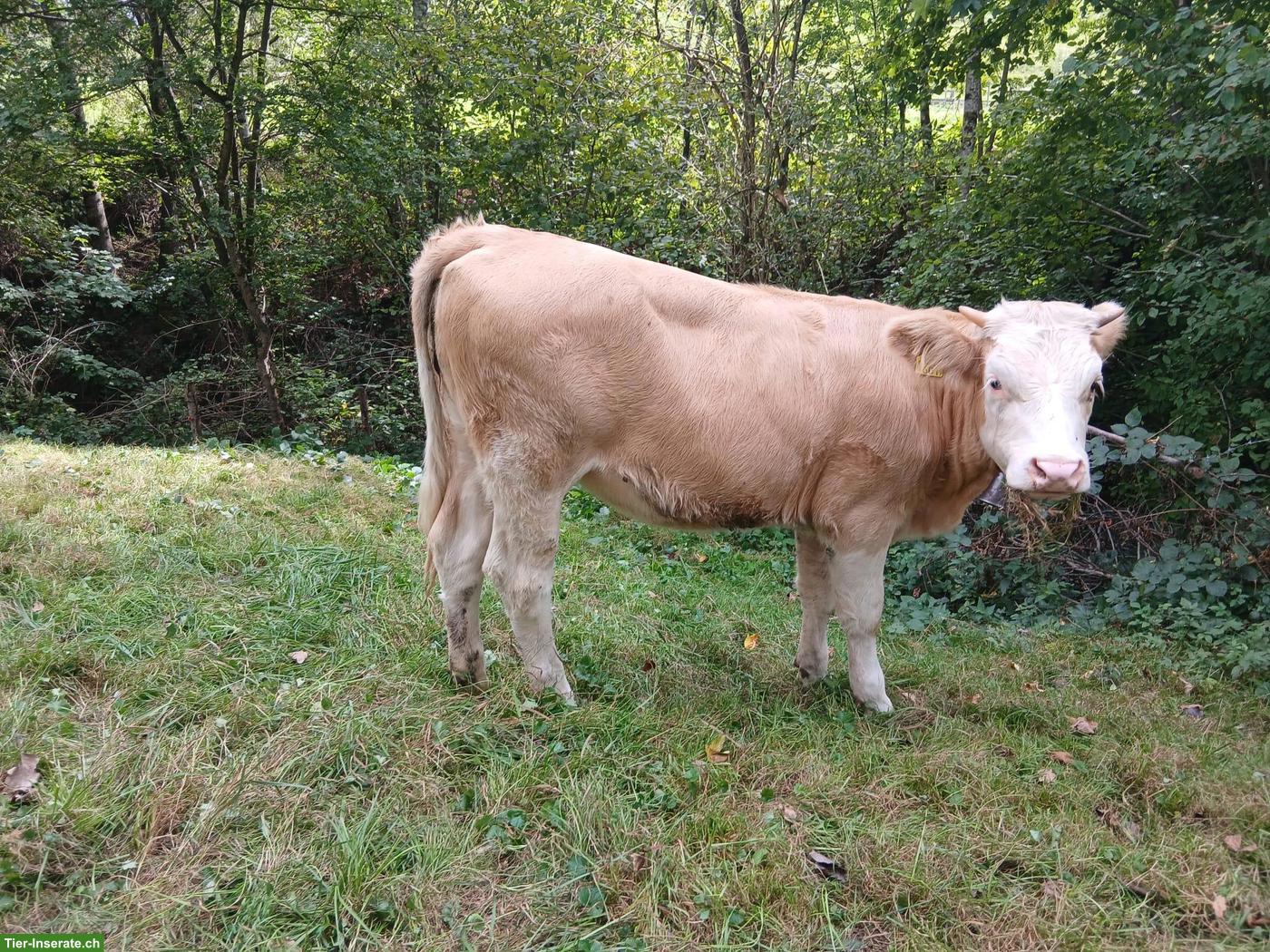 Bild 2: BIO Milchvieh Remonten zu verkaufen