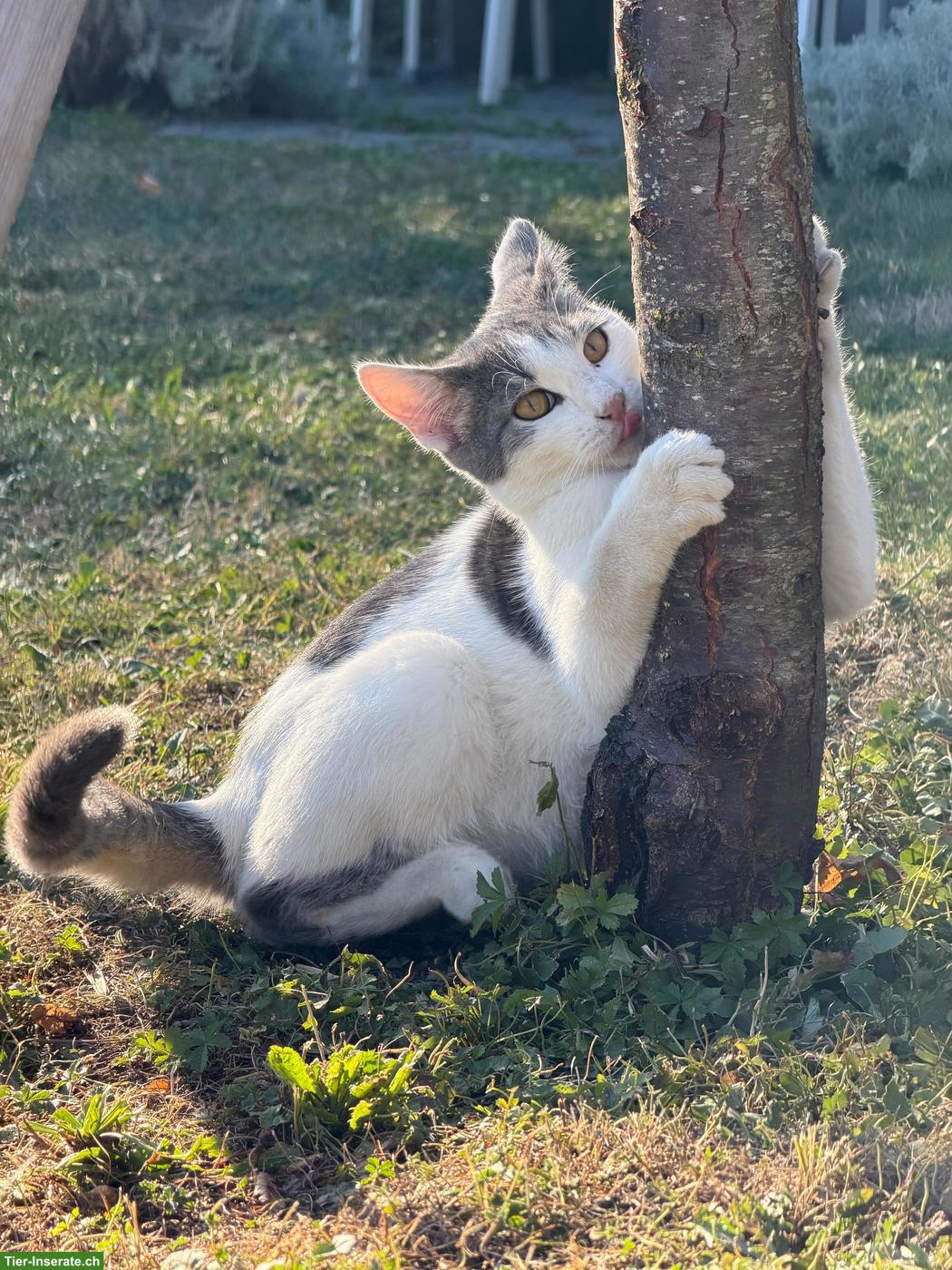 Junge Kater zu verkaufen