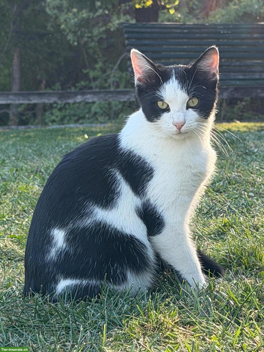 Bild 2: Junge Kater zu verkaufen
