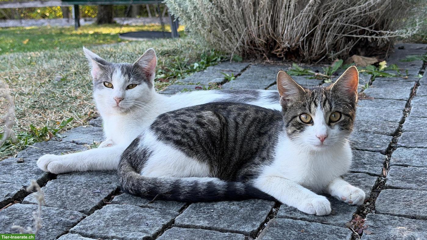 Bild 3: Junge Kater zu verkaufen