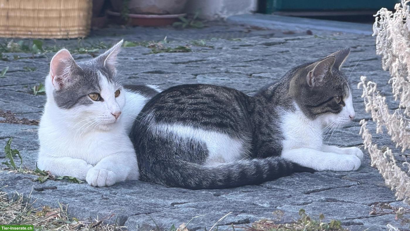 Bild 4: Junge Kater zu verkaufen