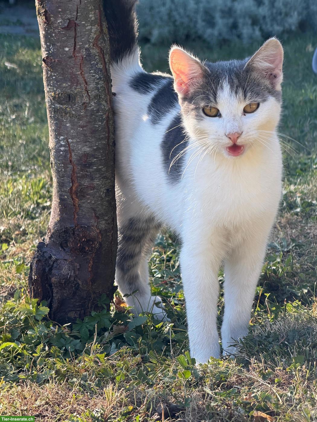 Bild 5: Junge Kater zu verkaufen