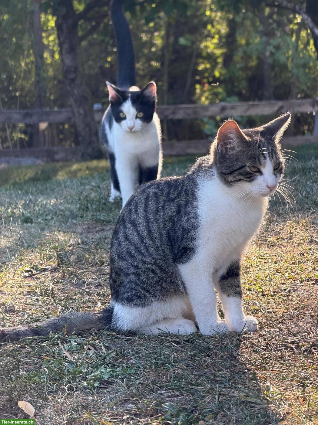 Bild 6: Junge Kater zu verkaufen