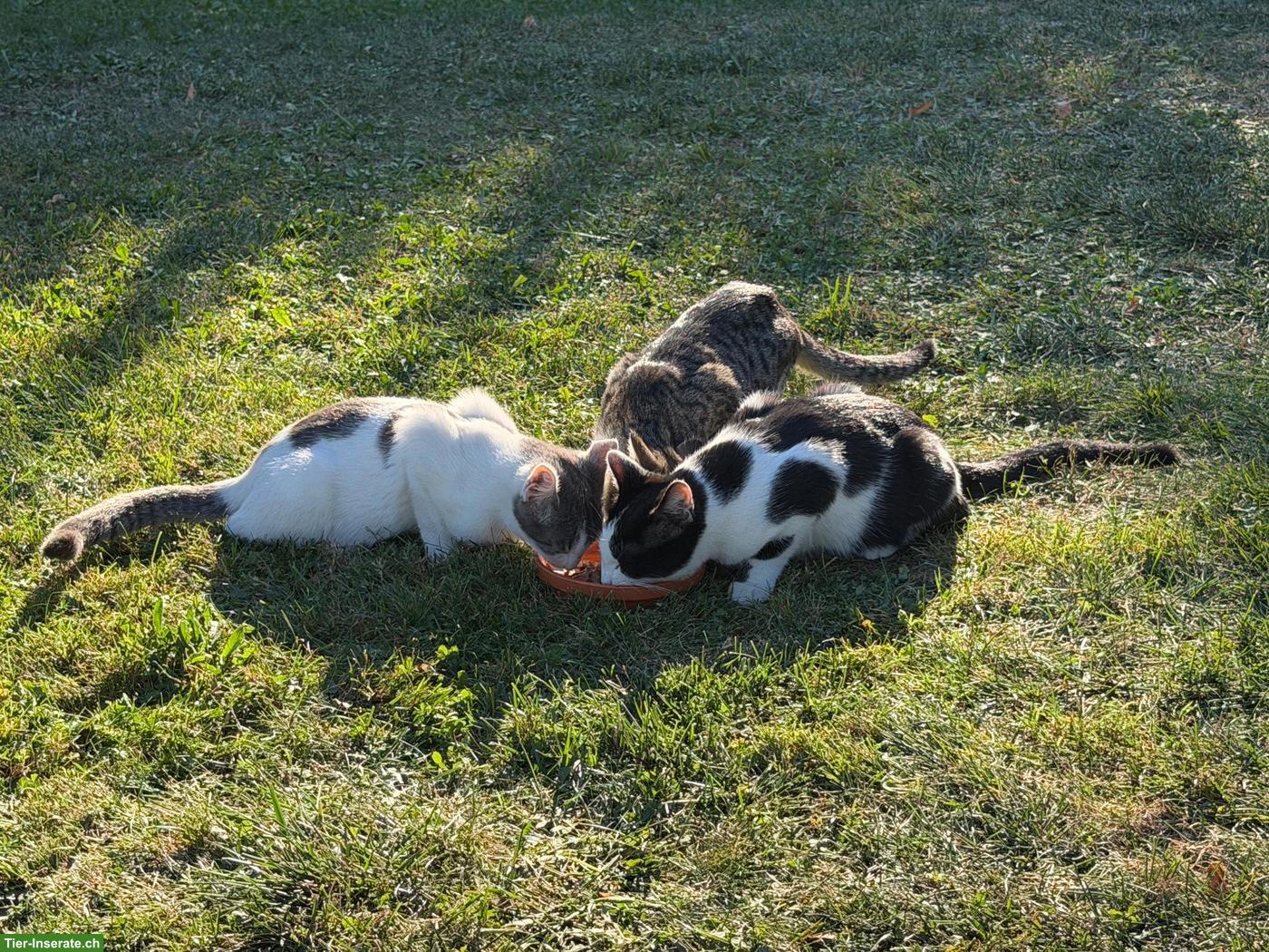 Bild 7: Junge Kater zu verkaufen