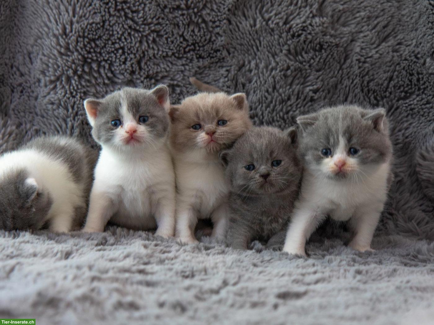 Reinrassige BKH Britisch Kurzhaar Kitten mit Stammbaum