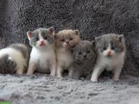 Reinrassige BKH Britisch Kurzhaar Kitten mit Stammbaum