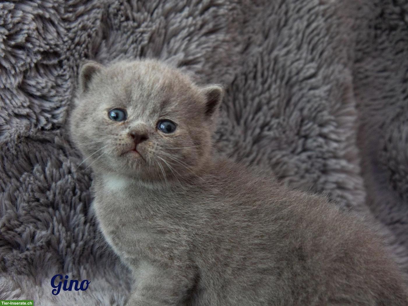 Bild 2: Reinrassige BKH Britisch Kurzhaar Kitten mit Stammbaum
