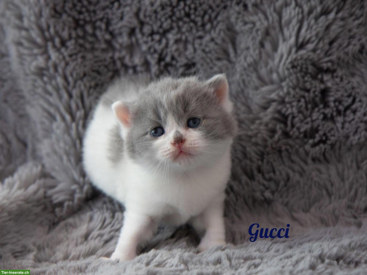 Bild 3: Reinrassige BKH Britisch Kurzhaar Kitten mit Stammbaum