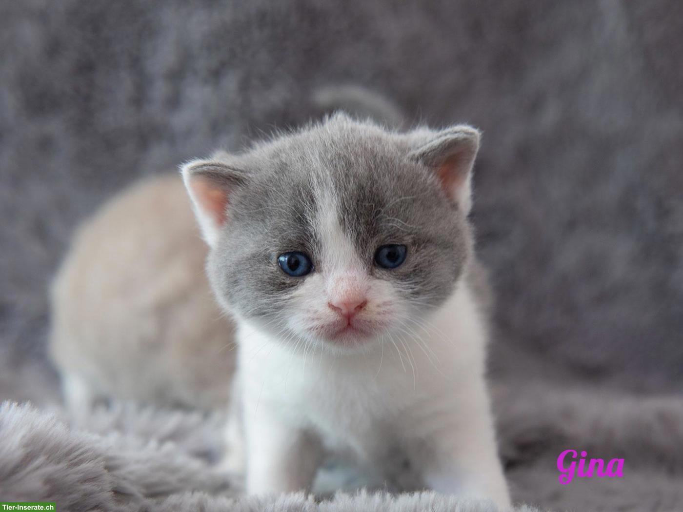 Bild 5: Reinrassige BKH Britisch Kurzhaar Kitten mit Stammbaum
