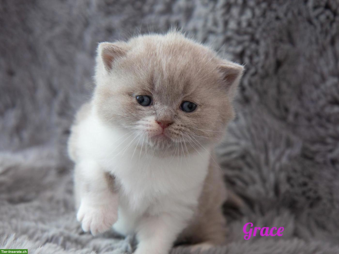 Bild 6: Reinrassige BKH Britisch Kurzhaar Kitten mit Stammbaum