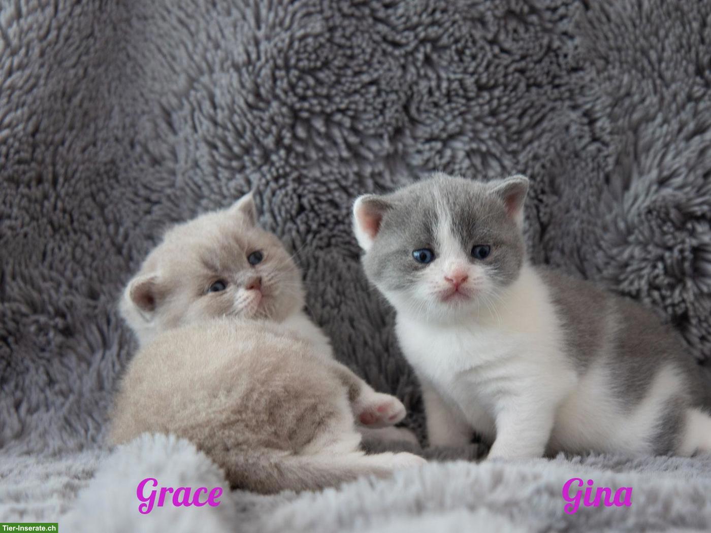 Bild 7: Reinrassige BKH Britisch Kurzhaar Kitten mit Stammbaum