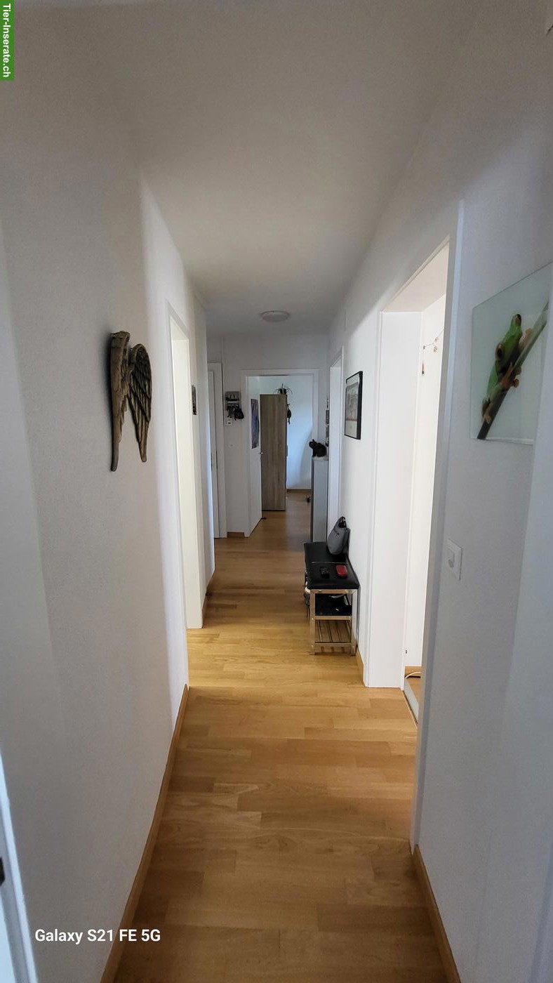 Bild 2: 3-Zimmer-Wohnung, Hunde und Katzen erlaubt