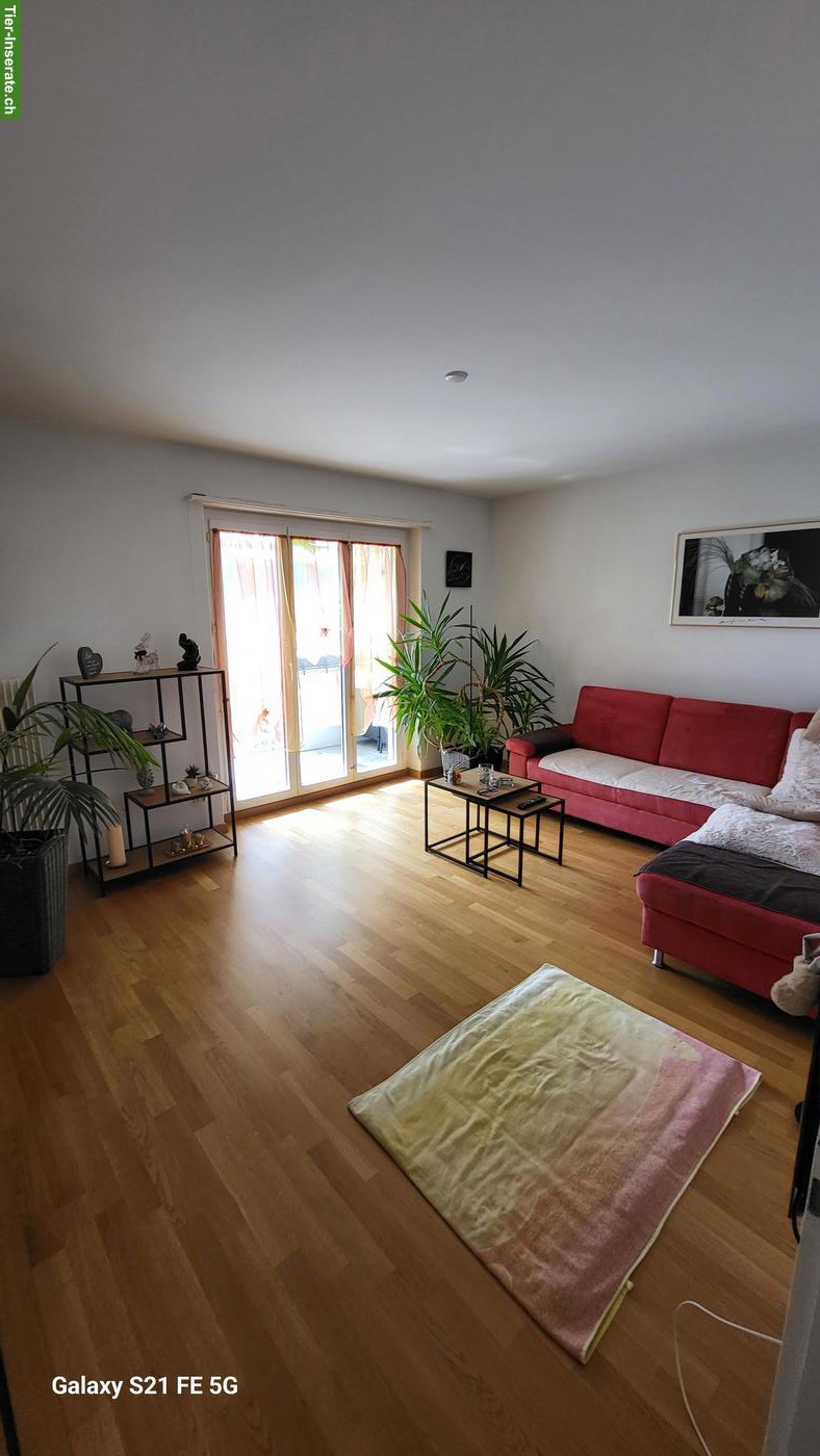 Bild 3: 3-Zimmer-Wohnung, Hunde und Katzen erlaubt
