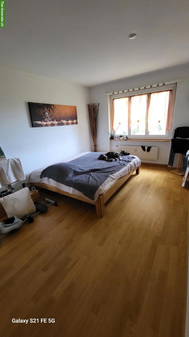 Bild 5: 3-Zimmer-Wohnung, Hunde und Katzen erlaubt