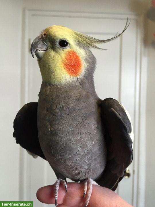 Grosser Vogelkäfig gesucht