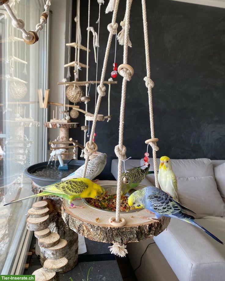 Alles, was die Vögel glücklich machen könnte