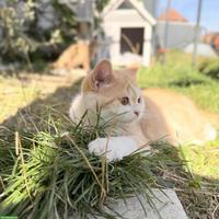 Britisch Kurzhaar Kitten mit CH-Stammbaum, red/white smoke