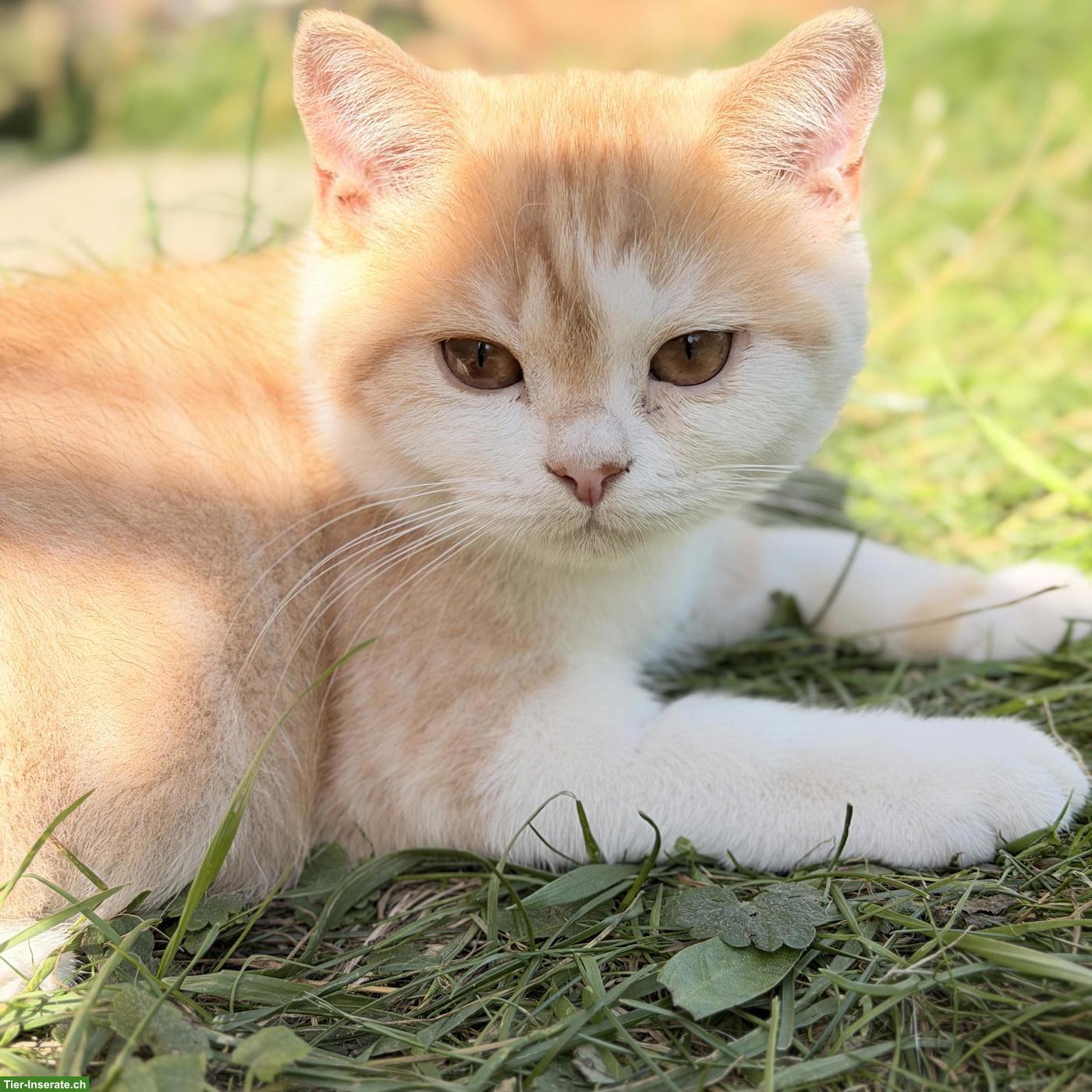 Bild 2: Britisch Kurzhaar Kitten mit CH-Stammbaum, red/white smoke
