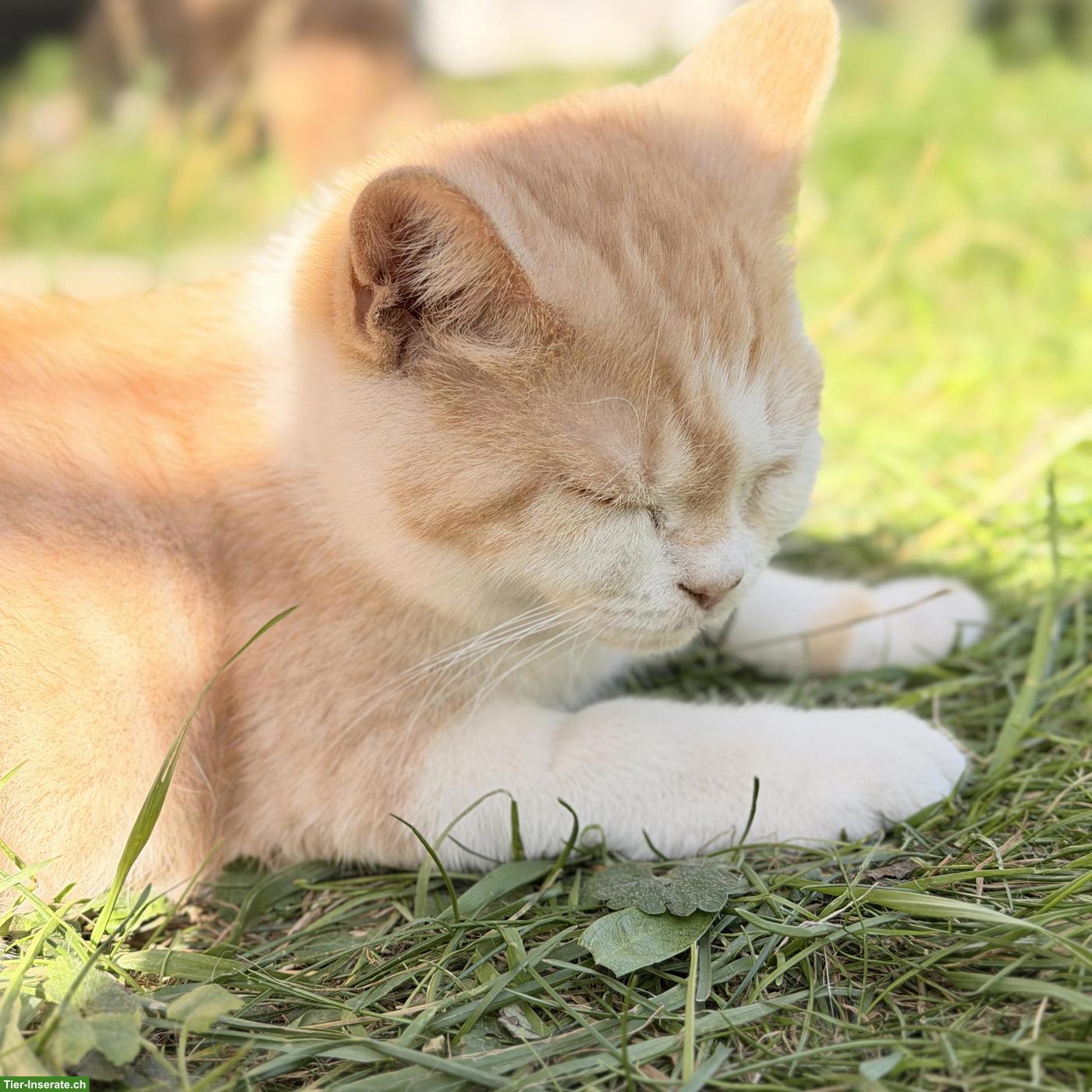 Bild 3: Britisch Kurzhaar Kitten mit CH-Stammbaum, red/white smoke