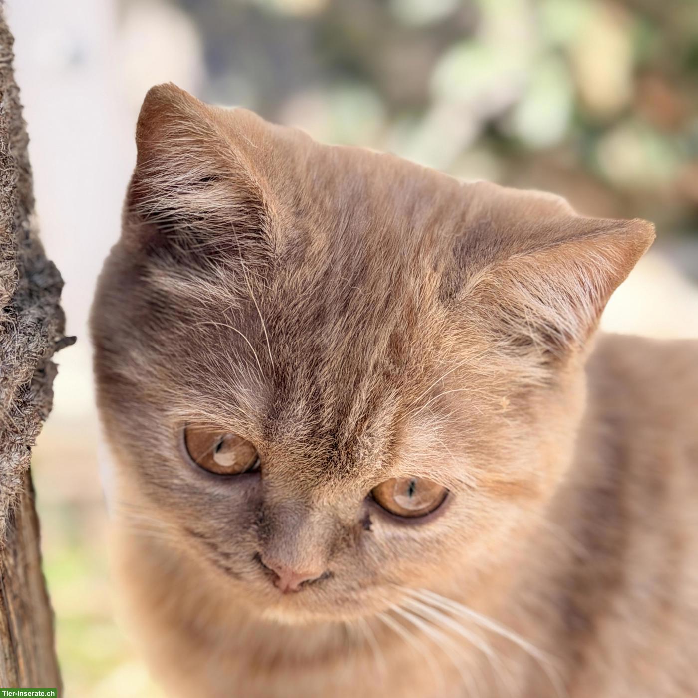 Britisch Kurzhaar Kitten mit CH-Stammbaum, Cinnamon Tortie