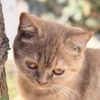 Britisch Kurzhaar Kitten mit CH-Stammbaum, Cinnamon Tortie