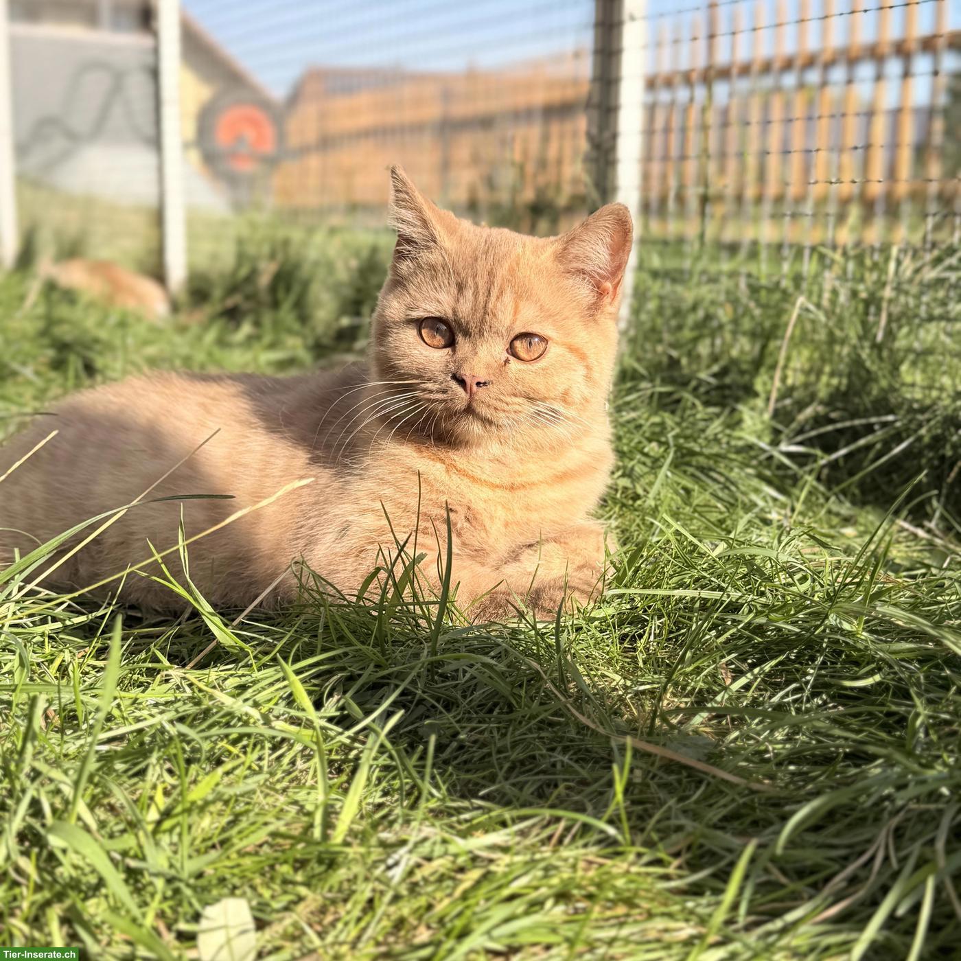 Bild 5: Britisch Kurzhaar Kitten mit CH-Stammbaum, Cinnamon Tortie
