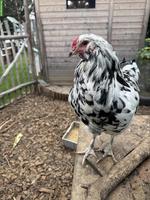 Ermine Ameraucaner Hahn gratis abzugeben