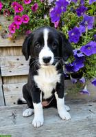 Appenzeller Sennenhund Mischlingswelpen